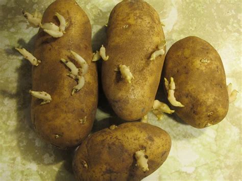 If it's the older leaves that turn yellow and then die, you may have verticillium wilt,. Potato Stamp Craft - Life with Captain Fussybuckets