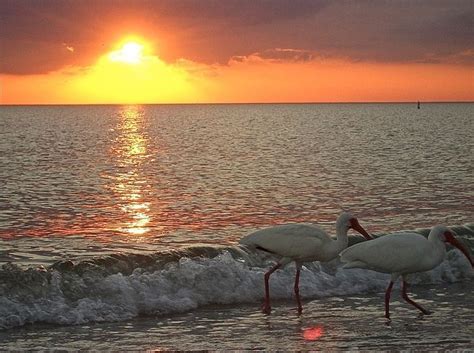 Five best reviews about Venice Beach Florida - Fort Myers Shuttle Bus