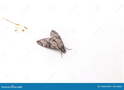 Close Up The Plain Grey Hawk Moth Isolate On White Background