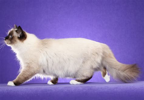 Birman Breed