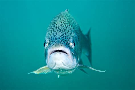 Fish Feel Pain. Now What? | Hakai Magazine