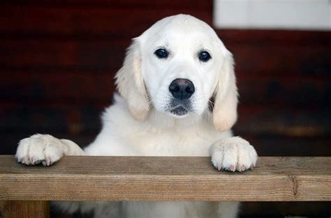 If you like it, share it. irish cream golden retriever. | Golden retriever, Furry ...