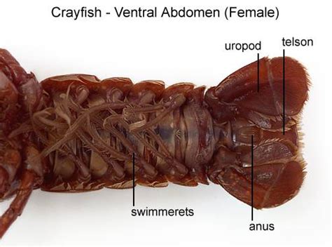 Crayfish Dissection - BIOLOGY JUNCTION