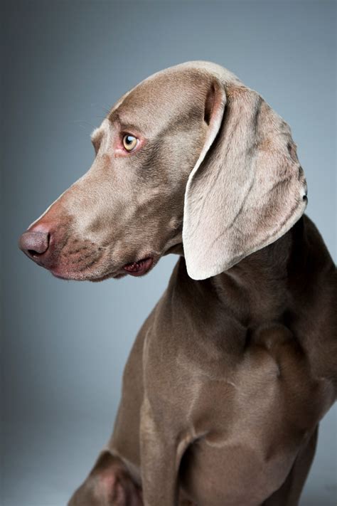 Top Dogs Portraits From Westminster The New Yorker
