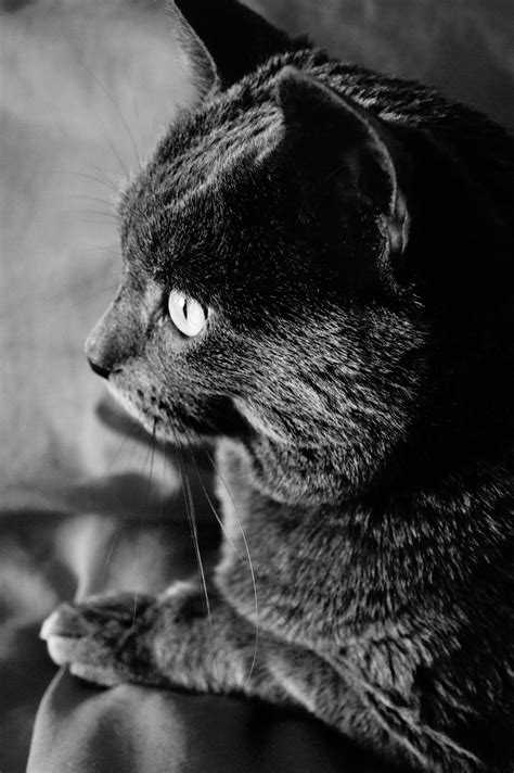 Fotos Gratis En Blanco Y Negro Fotografía Amor Gatito Gato Negro