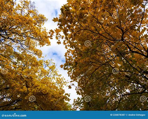 The Warm Autumn Sun Shining Through The Golden Canopy Of Tall Beech