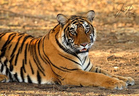 Bengal Tiger Panthera Tigris Tigris Ranthambhore Np India Feb 2019