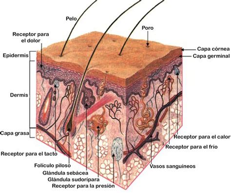 la piel estructura y función capas de la piel y sus funciones