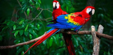 30 Colorful Facts About Parrots The Fact Site