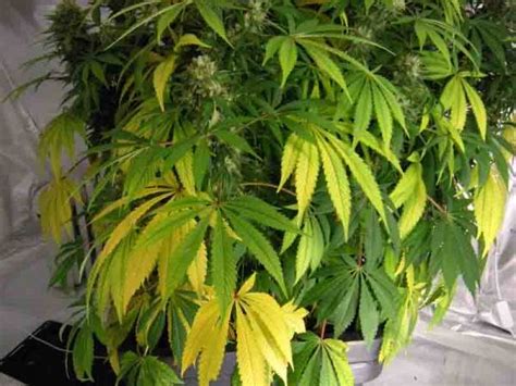 This link is to an external site that may or may not meet accessibility guidelines. Yellowing leaves on 'Red Cherry Berry', 5 weeks into ...