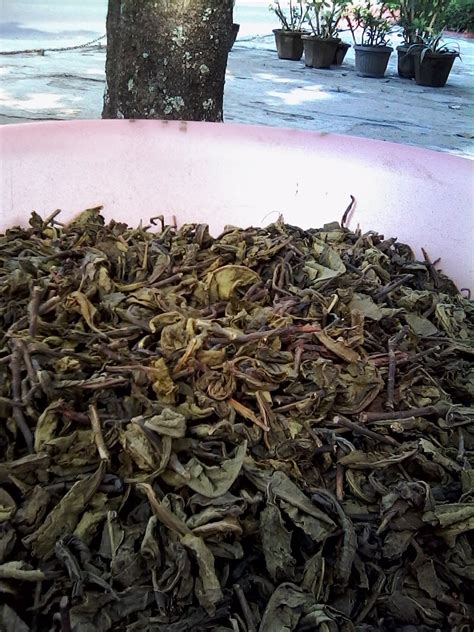 Maybe you would like to learn more about one of these? TEH HERBAL PASIR WALIK INDONESIA: MANFAAT TEH HIJAU DAN ...