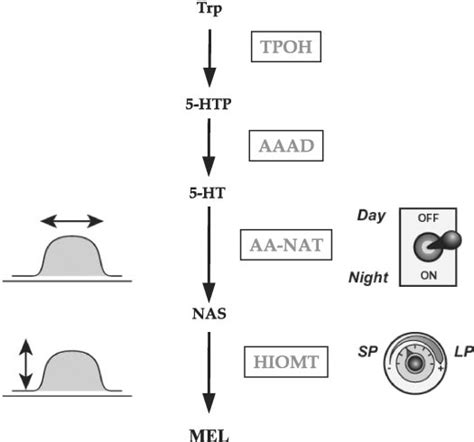 Schematic Representation Of The Different Roles Of Aa Nat And Hiomt In