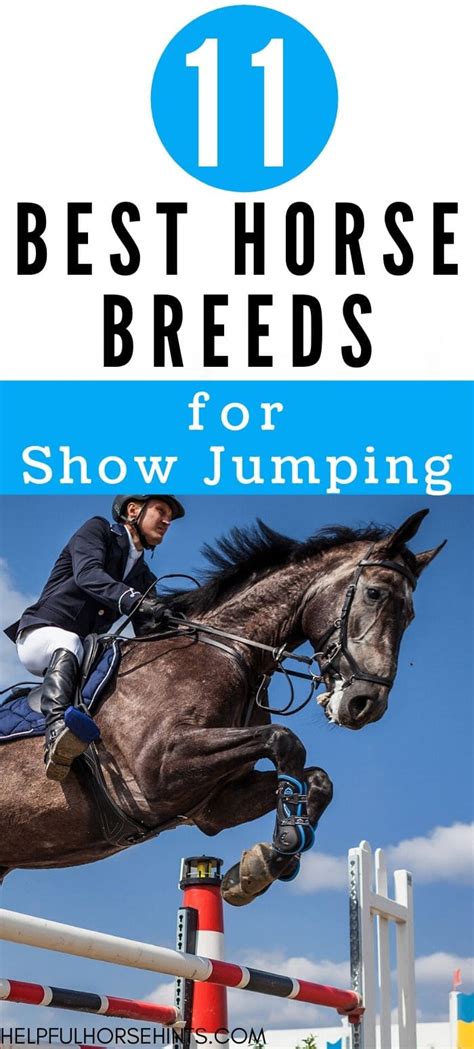 horse breeds  show jumping helpful horse hints