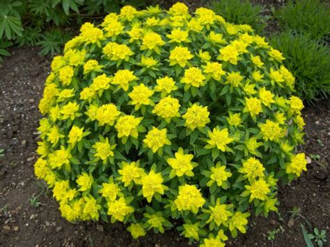 Yellow flowering bush flowering bushes summer flowers yellow flowers bush plant sloped garden tall plants drought tolerant front yard landscaping. Deep Roots Garden Design Blog: What is that 'Yellow' mound?