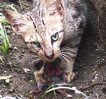 The latest tweets from harimau malaya (@harimaumalaya7). gambar hewan herbivora dan makanannya