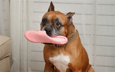 Busting Bad Dog Behavior Destructive Chewing Pet Facts