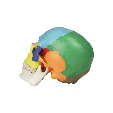 biology anatomical models human skull models klinger educational