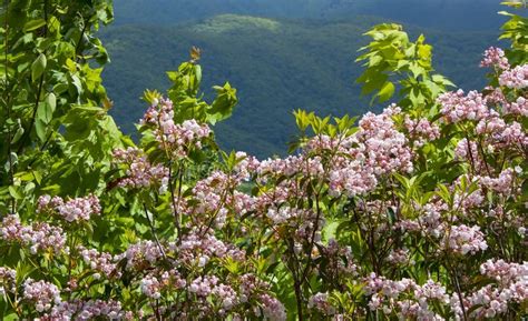 Blooming Pink Mountain Laurel In North Carolina Stock Photo Image Of