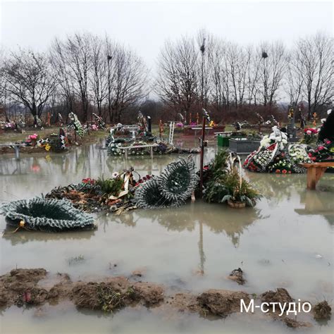 Магічний праліс зачаровує «сільпо» ✨ він приховує безліч таємниць там живуть не тільки птахи і звірі, як рисенятко, а й незвичайні. У мікрорайоні "Паланок" у Мукачеві затопило цвинтар (ФОТО ...