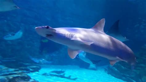 Sharks Seaworld Orlando Review Aquarium Theme Parks Youtube