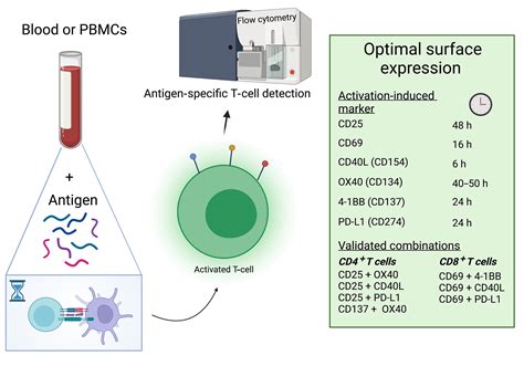 Tcell Activationinduced Marker Assays In Health And Disease Poloni
