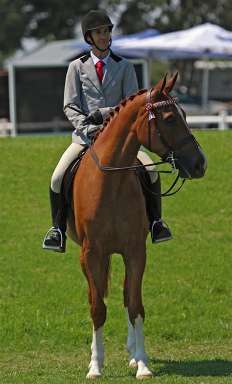 Pedigree report of willem engelbrecht, born in 1932. Willem Engelbrecht