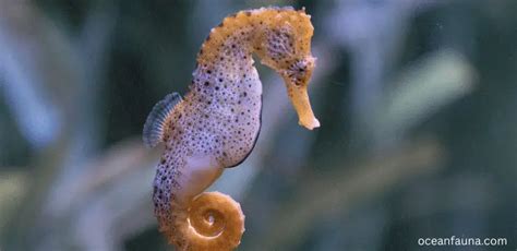 Do Seahorses Eat Their Babies Explained Ocean Fauna