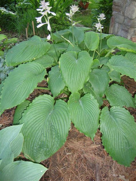Photo Of The Entire Plant Of Hosta Niagara Falls Posted By Paul2032