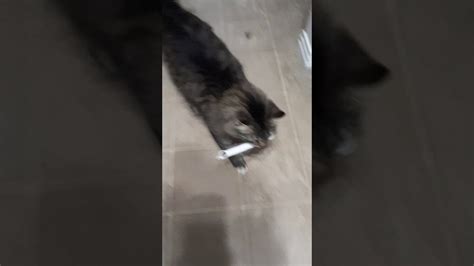 Cat Can Fetch Youtube