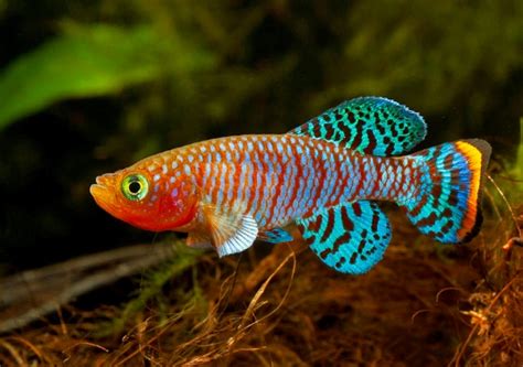 Folks, research the siamese algae eater a bit, and it's fairly agreed upon that they do a great job eating black beard / black brush. 30+ Ikan Aquascape Terindah Beserta Gambar dan Harganya ...