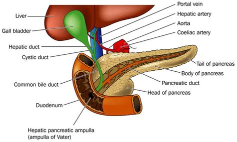 Having cancer and dealing with treatment can be hard, but it can also be a time to look at your life in new ways. Pancreas Cancer Types | Australian Pancreatic Cancer ...