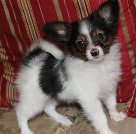 Papillon Puppies For Sale Seattle Wa 319554 Petzlover