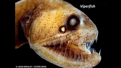 These highly adapted eyes allow the telescope fish to detect prey in the mesopelagic twilight zone. Amazing Deep Sea Animals - YouTube