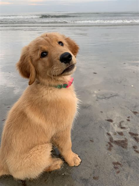 🐶🐶🐶 47 Adorable Golden Retriever Mix Breeds ️ ️ ️ In 2020 Cute Baby