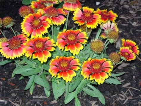 Two different types of fronds. A GUIDE TO NORTHEASTERN GARDENING: Drought Tolerant ...