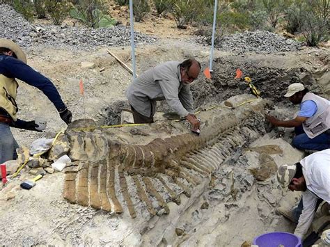 Dinosaur Tail Found In Mexico Archaeology Wiki