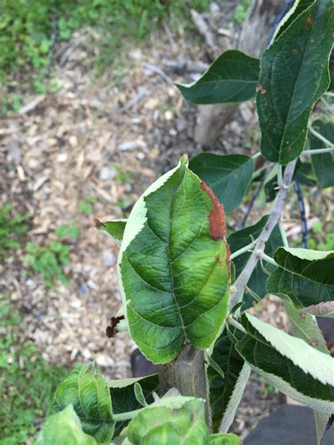 Leaf curl on young Apple trees - General Fruit Growing - Growing Fruit