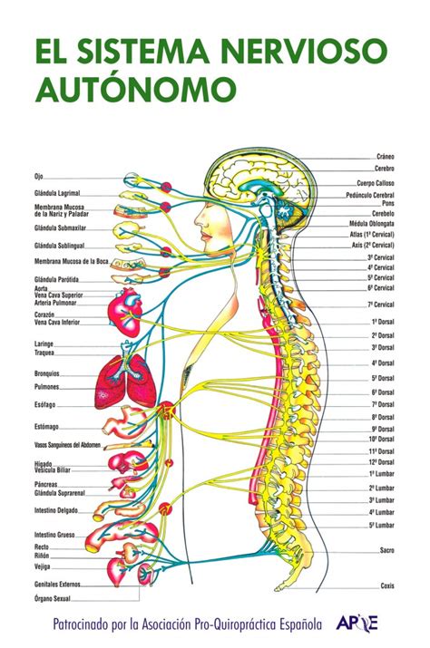Sistema Nervioso Periférico Somático Autónomo Neurociencia Y Su
