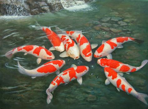 Most Beautiful Koi Fish Most Beautiful Koi Fish Images Of Japanese