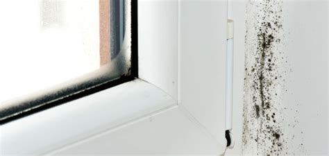 Wie kommt schimmel in die wohnung? Ist das Schimmel? So erkennen Sie Fogging - innotech GmbH