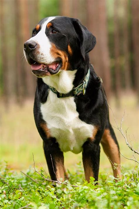 Greater Swiss Mountain Dog Dog Breed Information Dog Breeds Greater