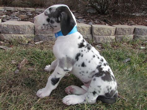 These puppies will be at your feet when you walk down the stairs in your home. Harlequin Great Dane Puppy www.spiritsdanes.net | Great ...