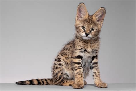 F2 Savannah Kittens For Sale