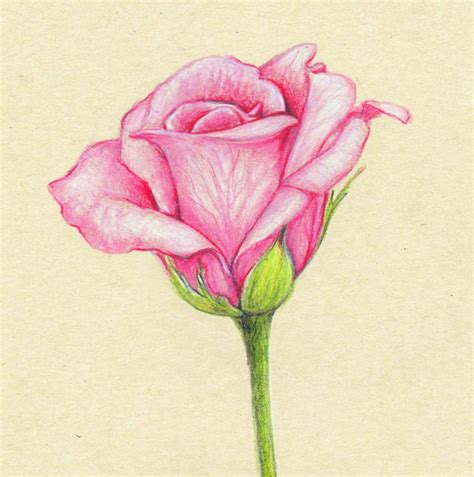 35 Beautiful Flower Drawings And Realistic Color Pencil