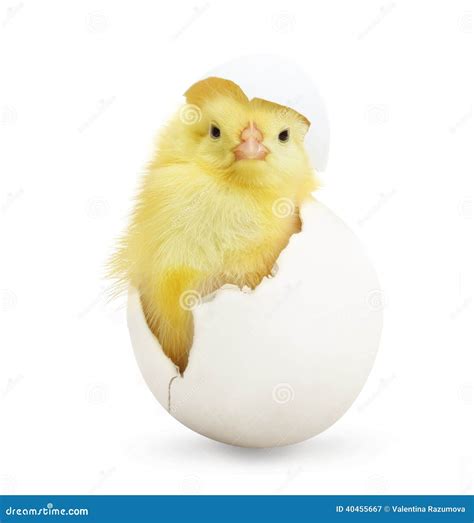Cute Little Chicken Coming Out Of A White Egg Stock Photo Image 40455667