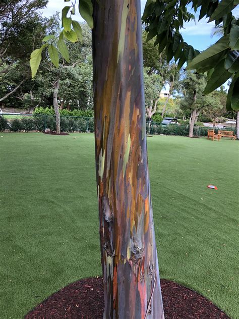 The Bark On This Rainbow Eucalyptus Tree At My Dog Park