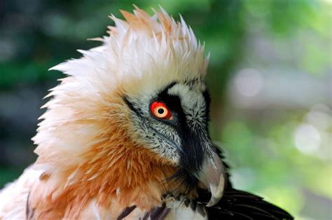 Absurd Creature Of The Week The Magnificent Bearded Vulture Only Eats