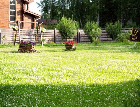 10 Drought Tolerant Lawn Alternatives Backyard Boss In 2022 Lawn
