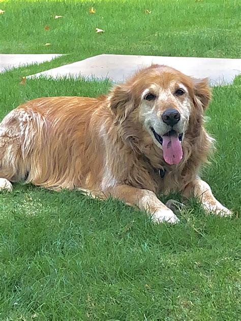 A golden retriever puppy tends to eat really promptly based on his routine. Old Golden Retriever | Old golden retriever, Golden ...
