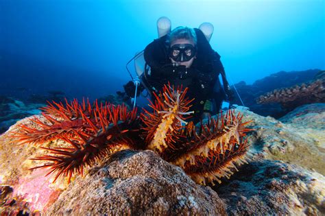 4 2 although the body of the crown of thorns has a stiff appearance, it is able to bend and twist to fit around the contours of the corals on which it feeds. NOAA Helps American Samoa Tackle a Thorny Issue